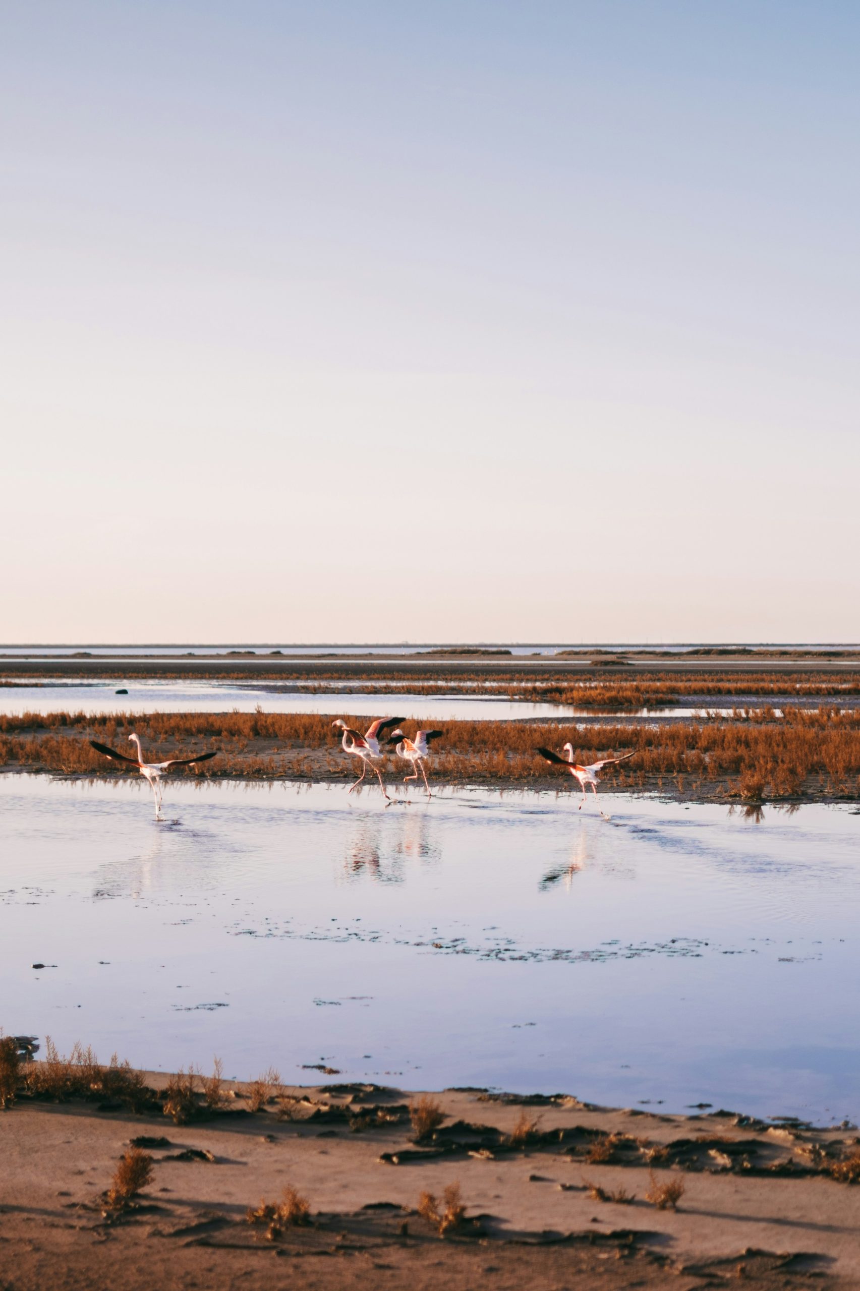 French Flair flamingos camargue